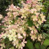 Hydrangea paniculata 'Pastelgreen' - Aedhortensia 'Pastelgreen' C2/2L 
